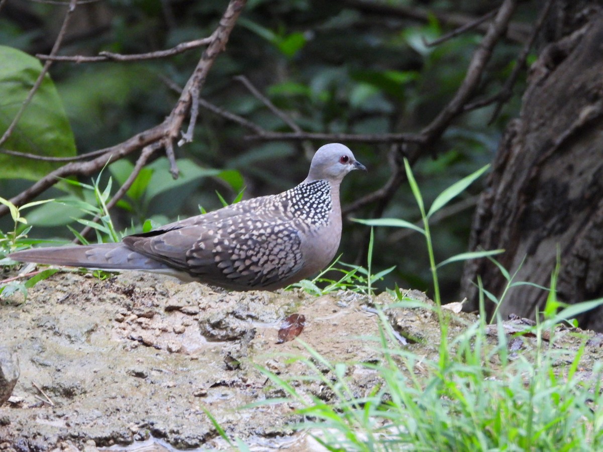 珠頸斑鳩 - ML621773917