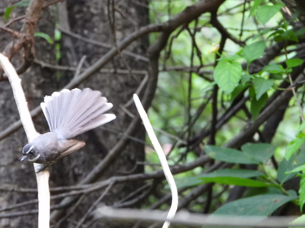 White-throated Fantail - ML621773927