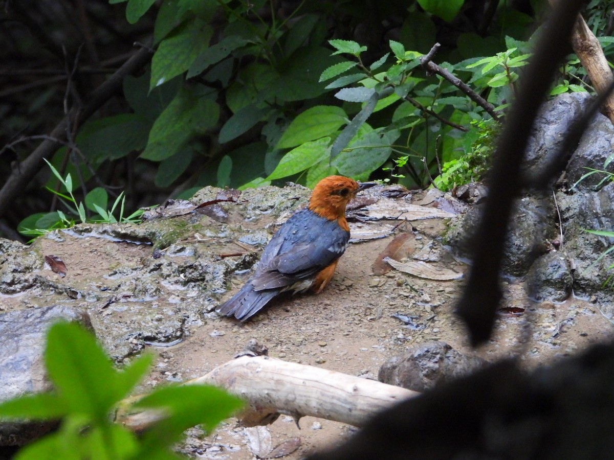 Orange-headed Thrush - ML621773929