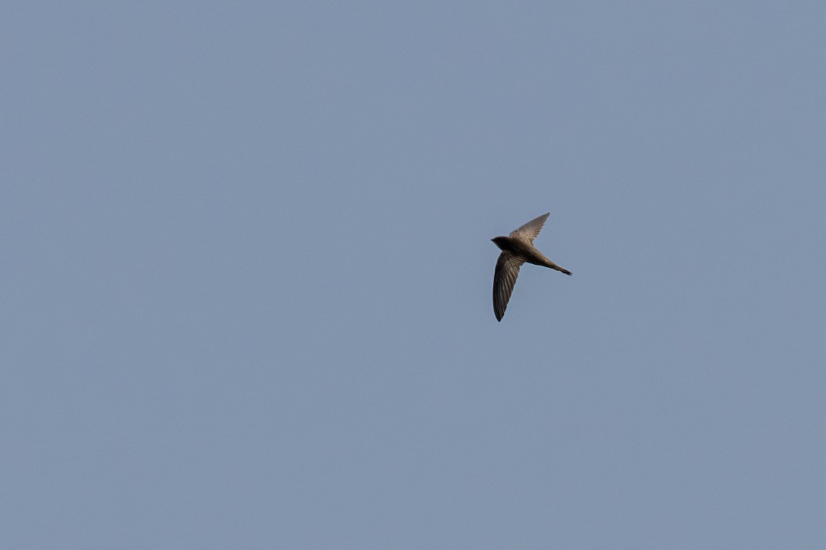 Common Swift - ML621773964