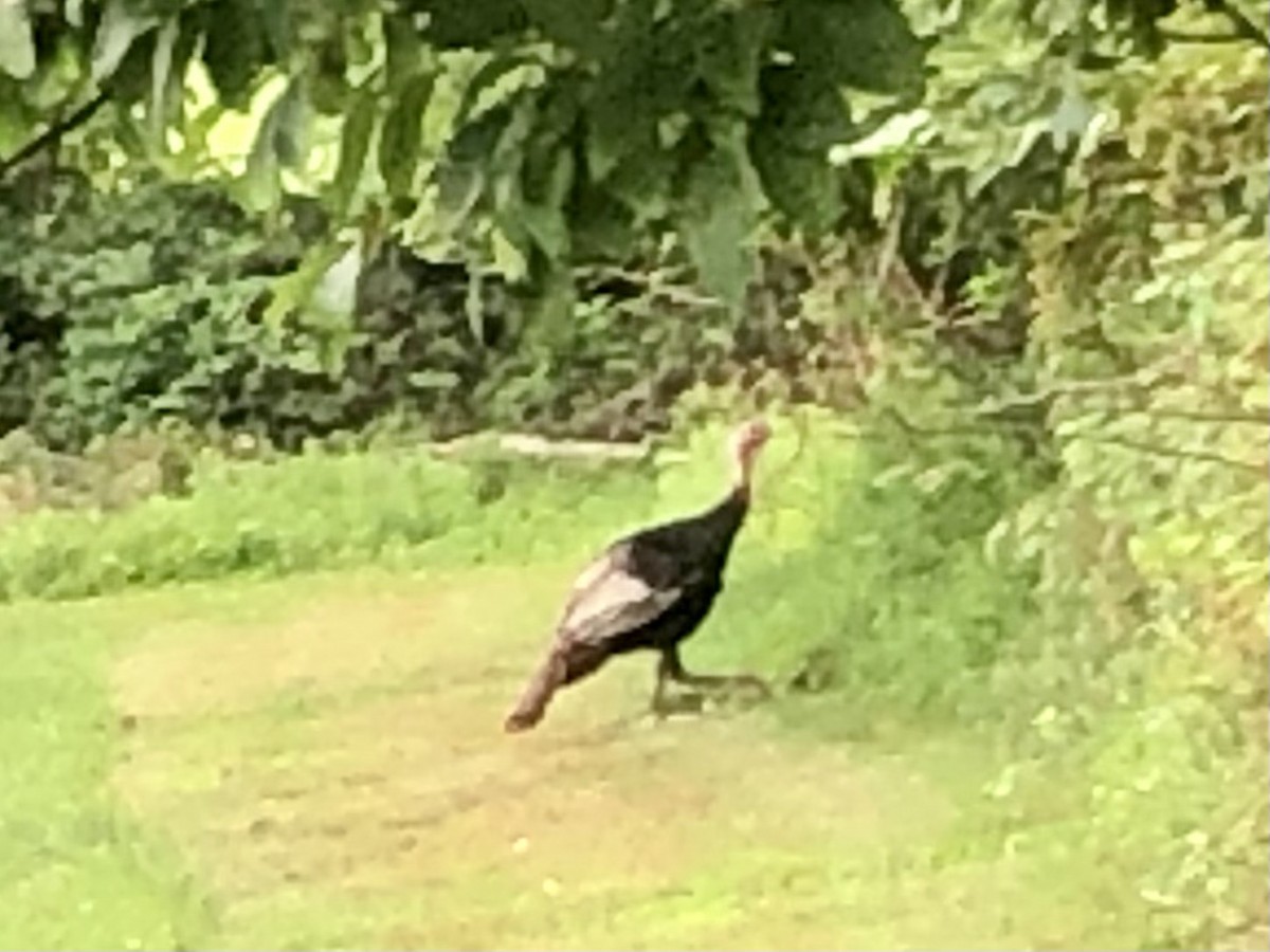 Wild Turkey - ML621773994