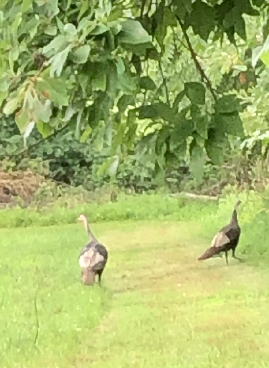 Wild Turkey - ML621773995