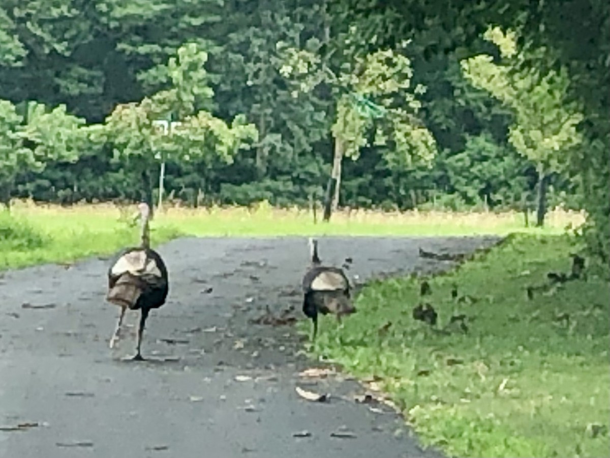 Wild Turkey - ML621773996