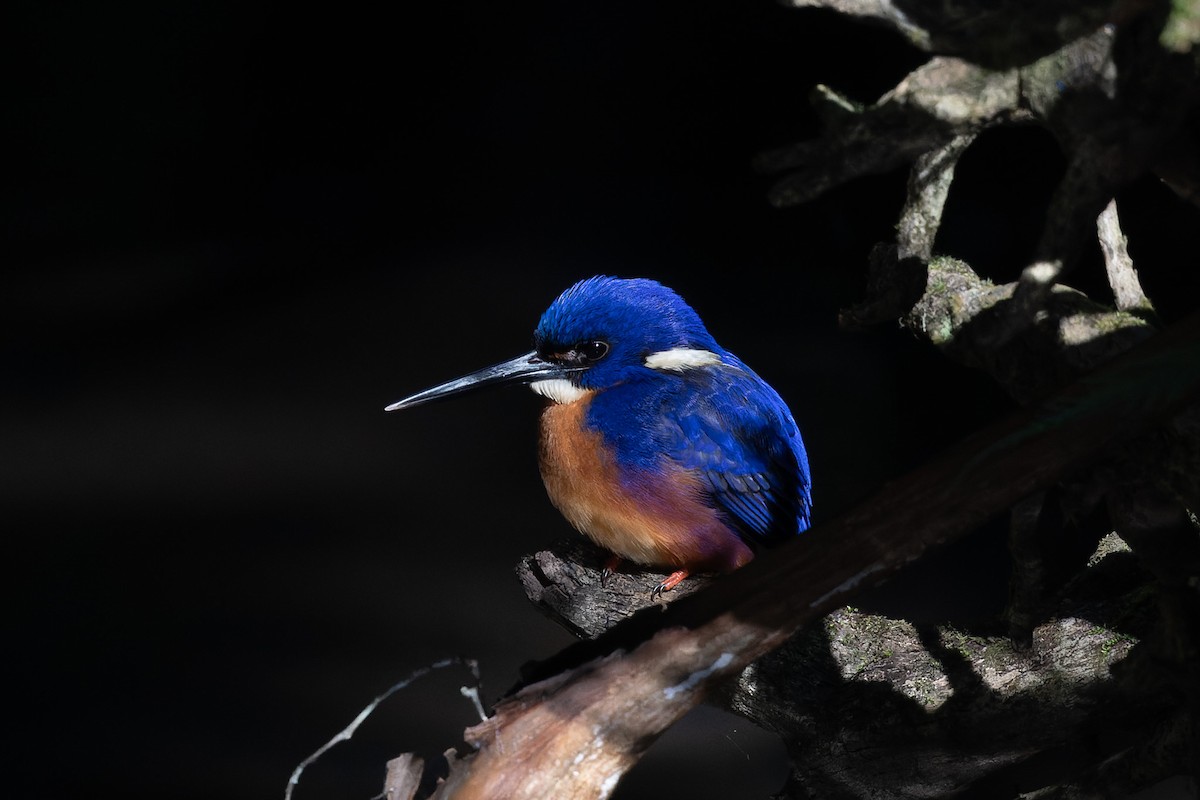 Azure Kingfisher - Richard Webber