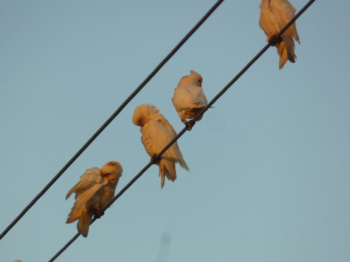 Little Corella - ML621774011