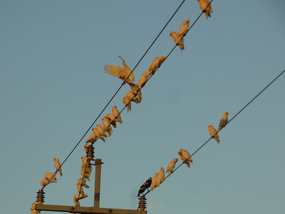 Little Corella - ML621774012