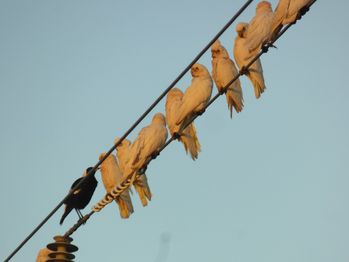 Little Corella - ML621774013