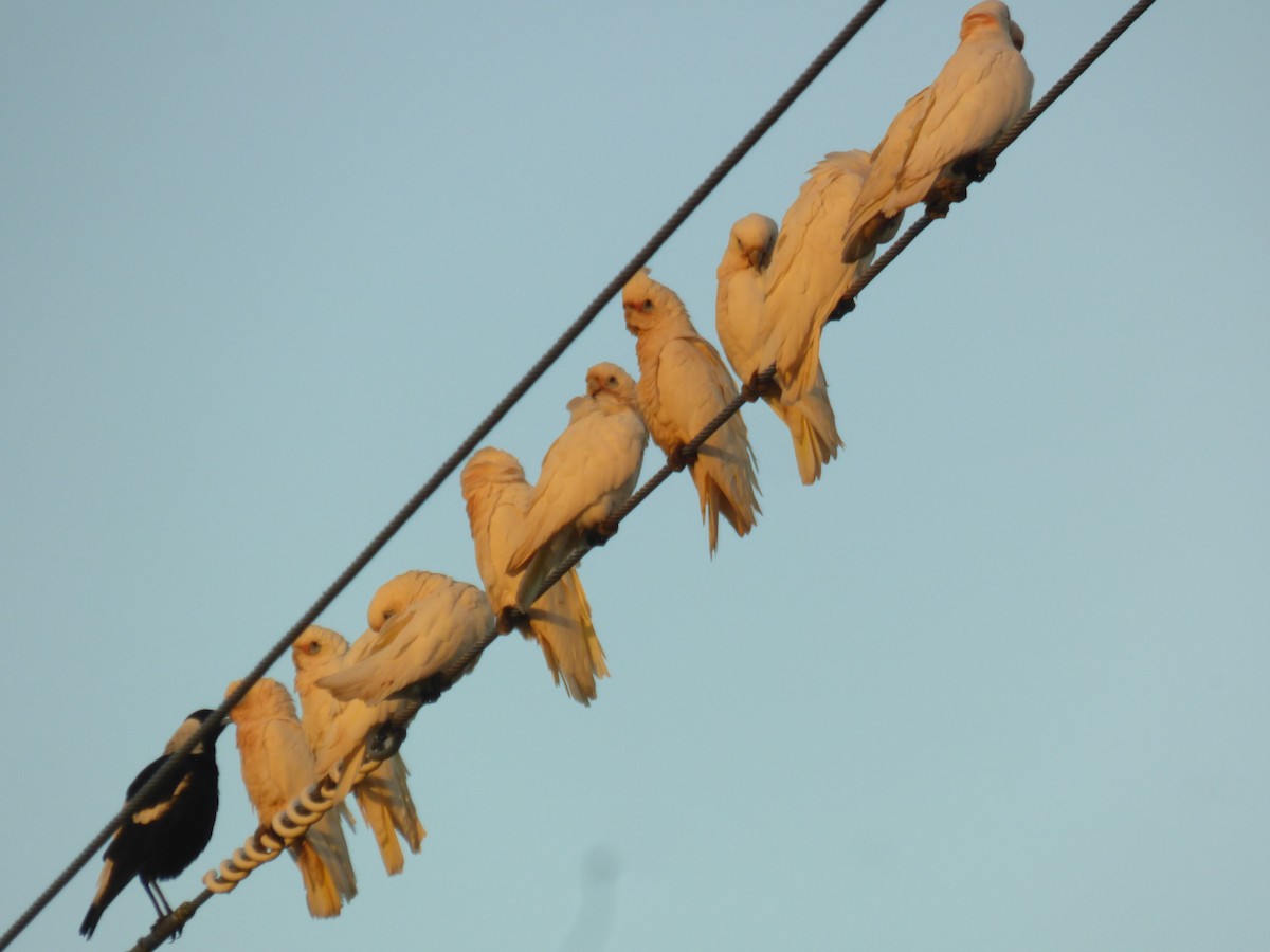 Little Corella - ML621774014