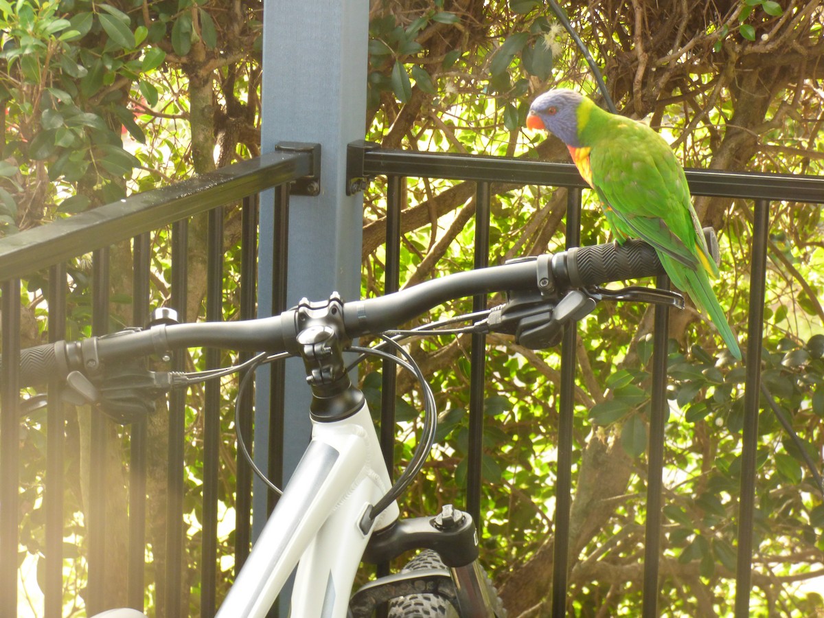 Rainbow Lorikeet - ML621774035