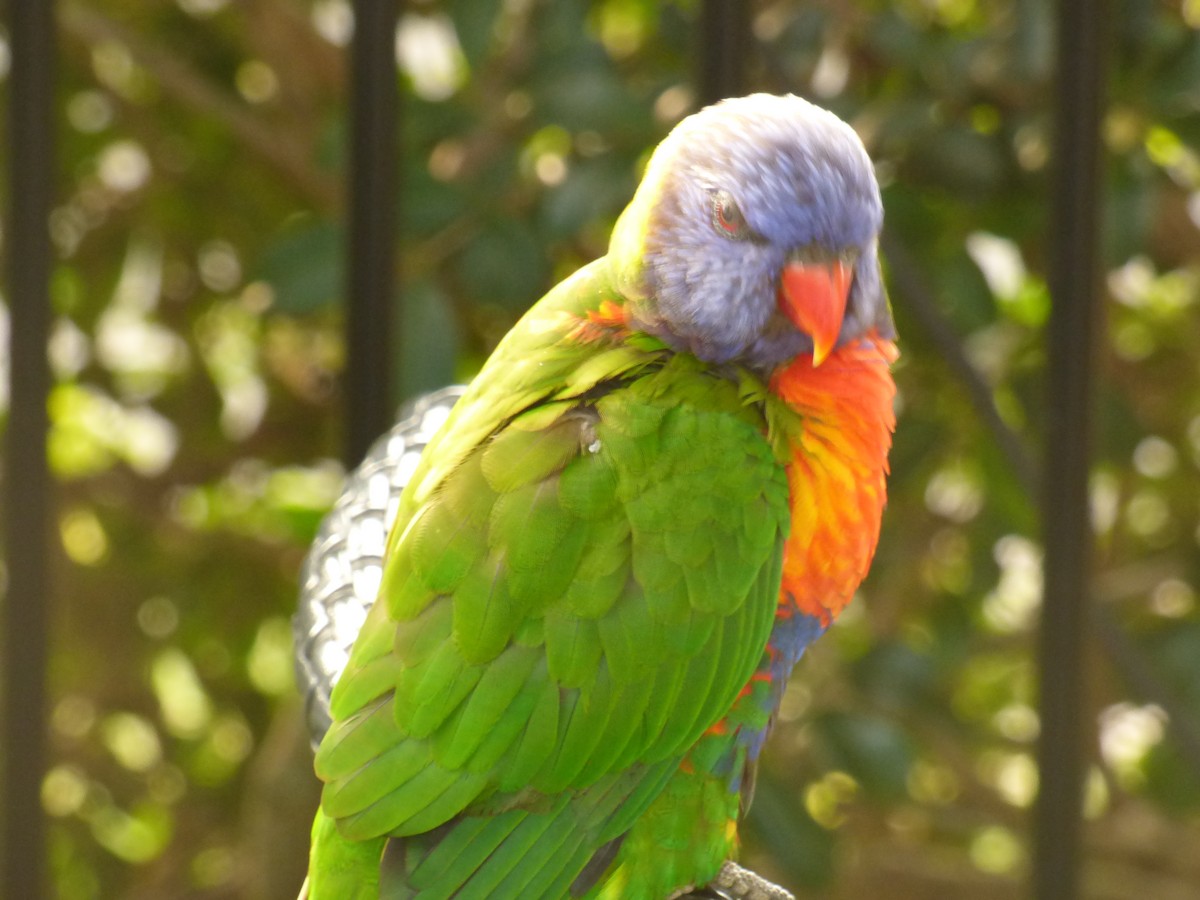 Rainbow Lorikeet - ML621774036