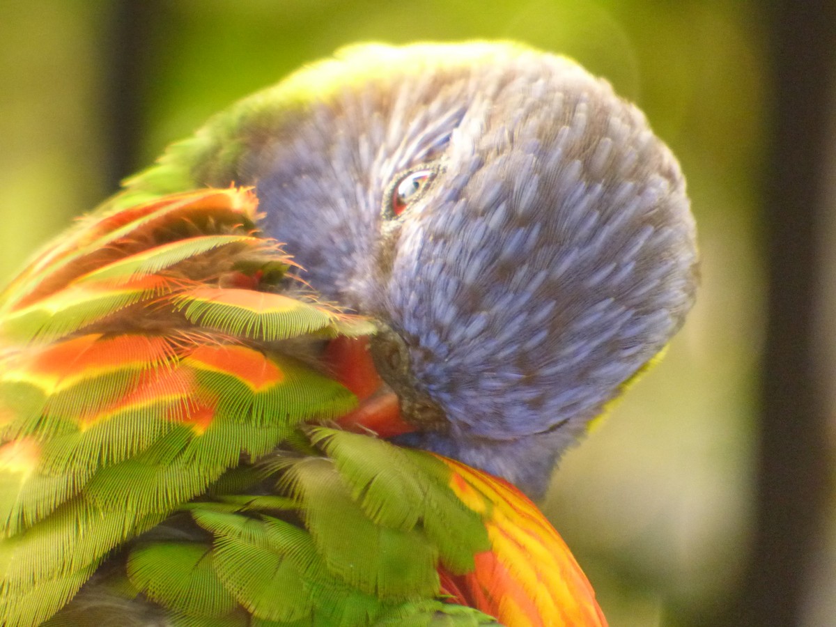 Rainbow Lorikeet - ML621774038