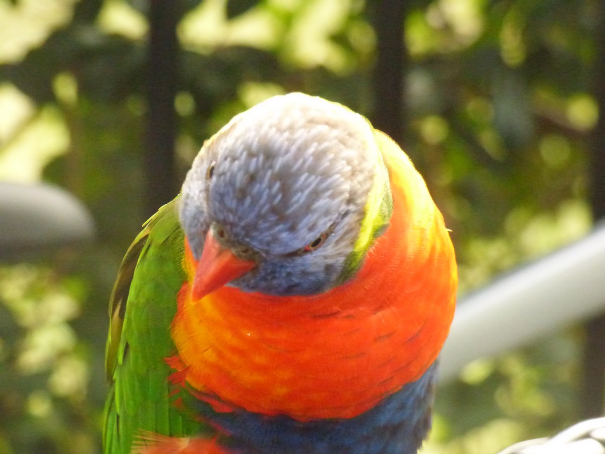 Rainbow Lorikeet - ML621774039