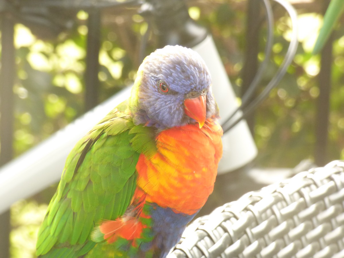 Rainbow Lorikeet - ML621774041