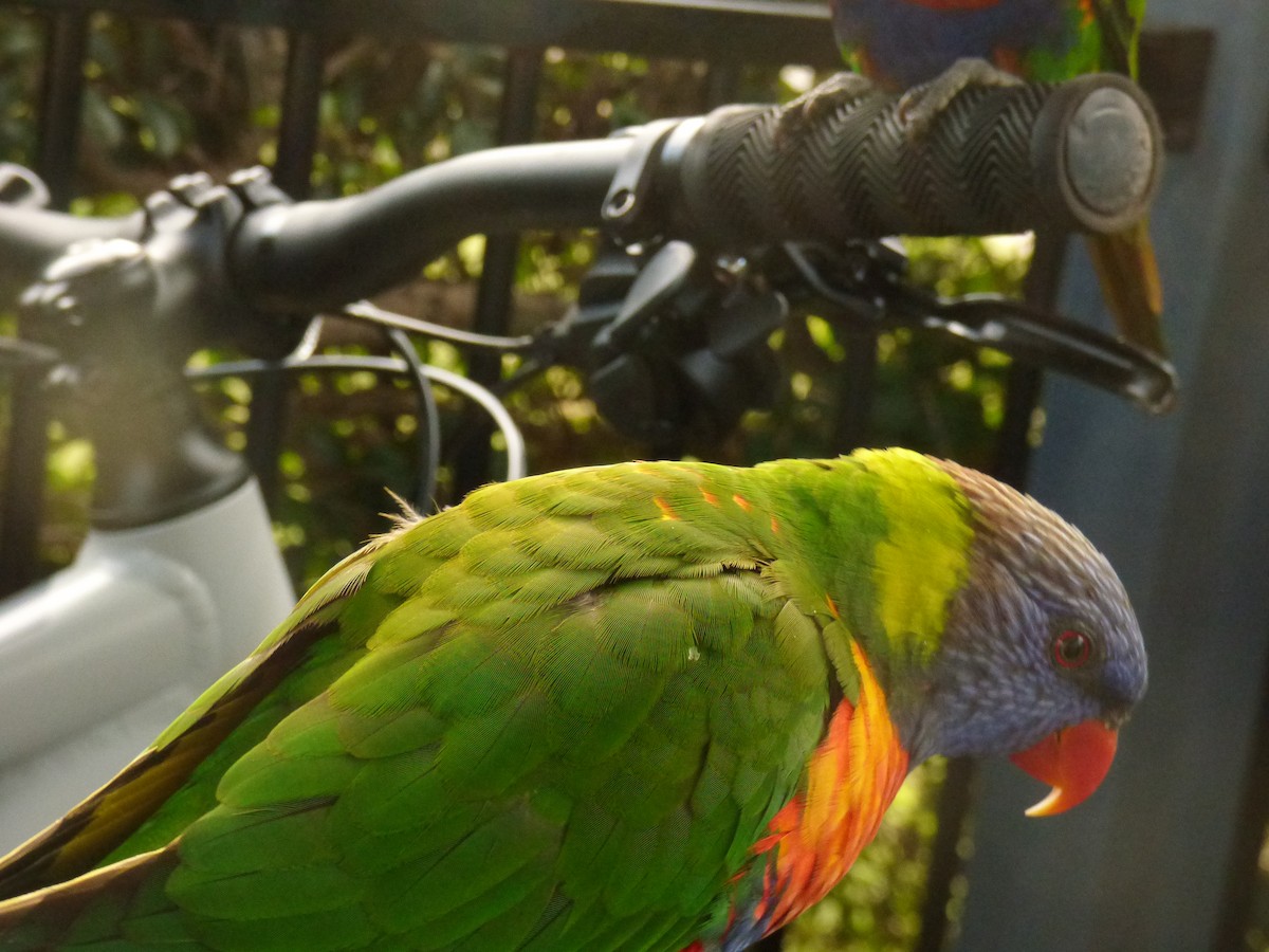 Rainbow Lorikeet - ML621774042