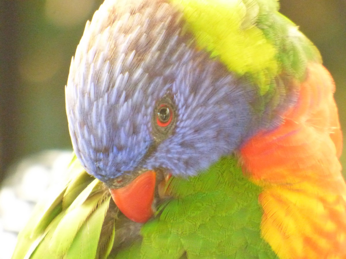 Rainbow Lorikeet - ML621774043