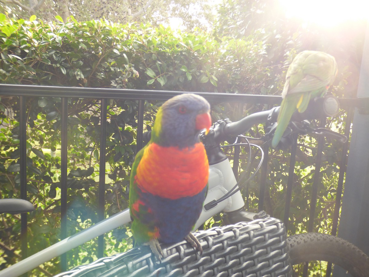 Rainbow Lorikeet - ML621774044