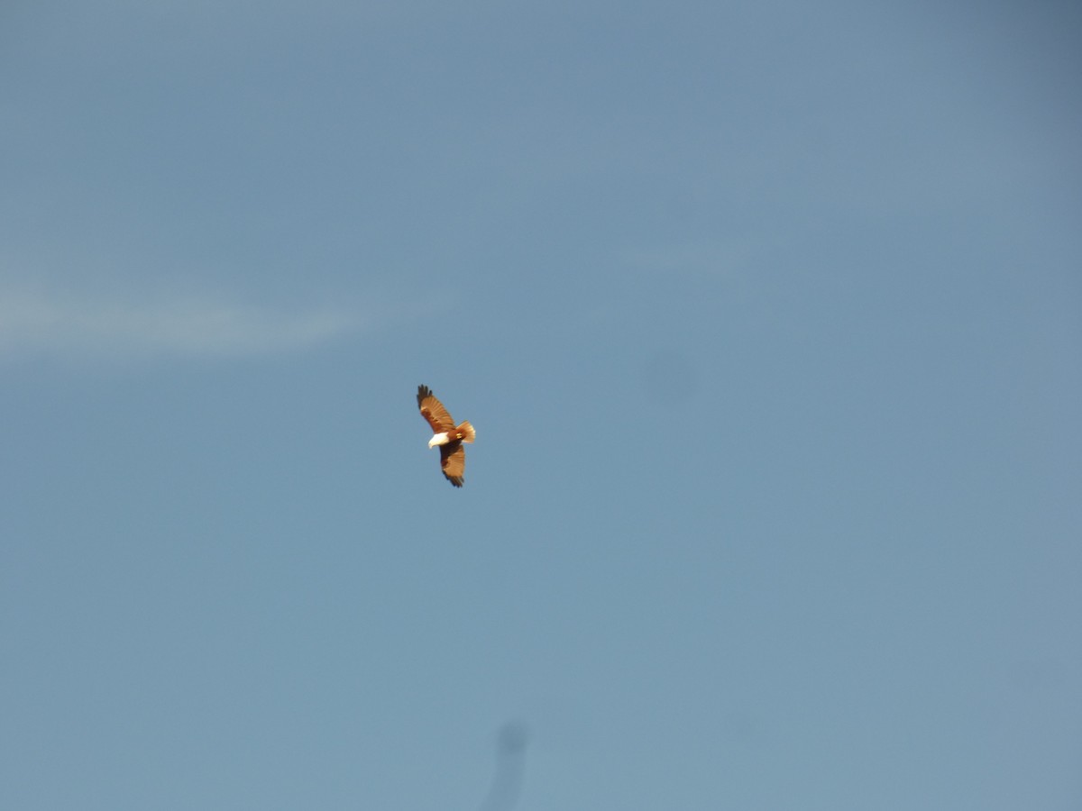 Brahminy Kite - ML621774064