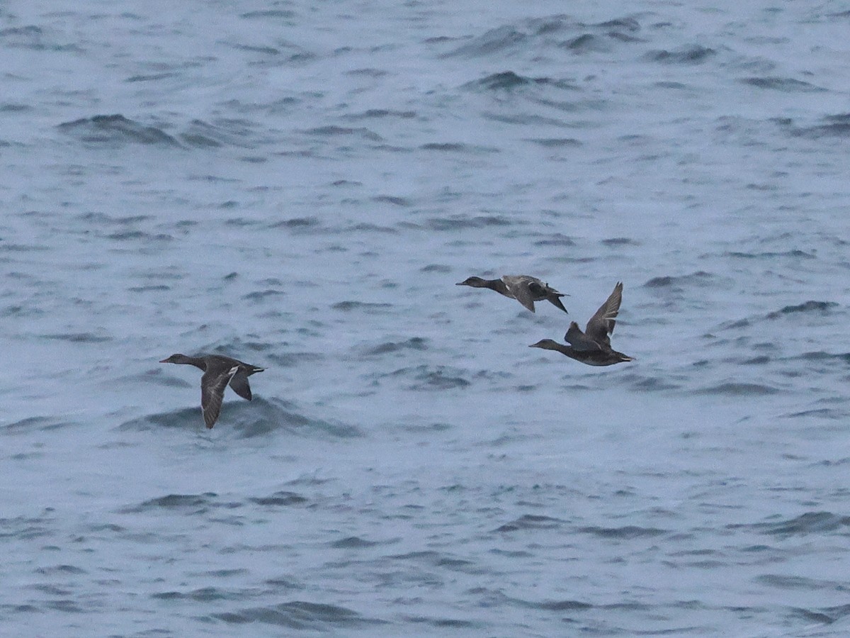 Gadwall - ML621774147