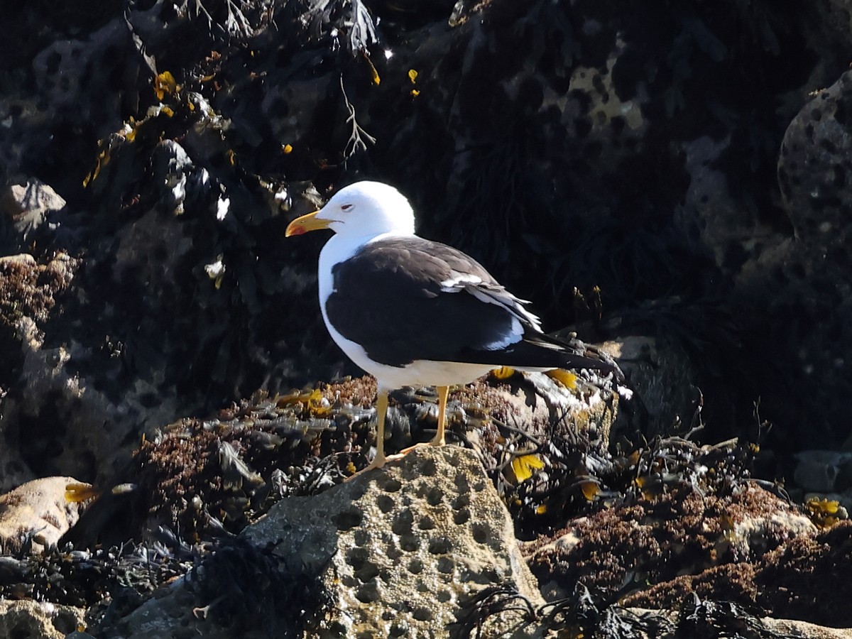 Lesser Black-backed Gull (intermedius) - ML621774148