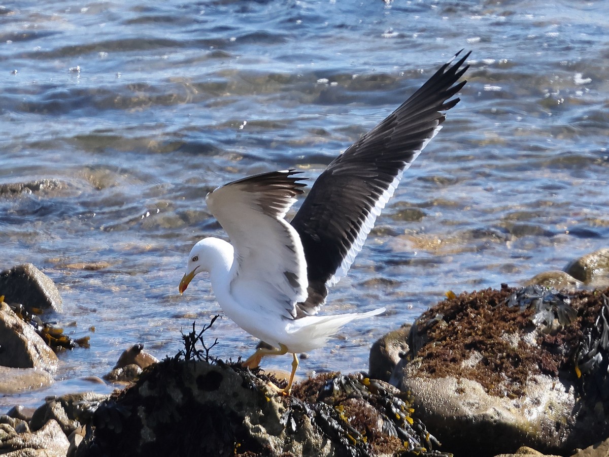 Lesser Black-backed Gull (intermedius) - ML621774149