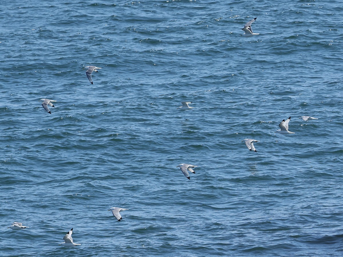 Black-legged Kittiwake - ML621774152