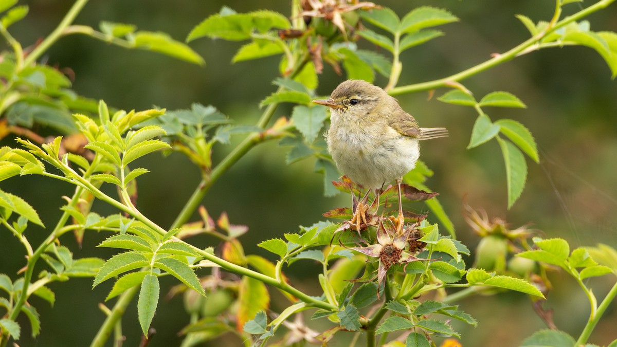 Willow Warbler - ML621774168