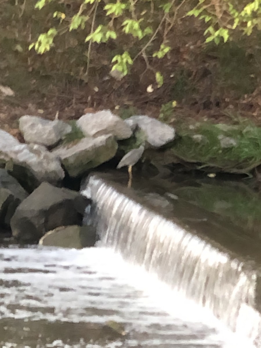 Yellow-crowned Night Heron - ML621774258