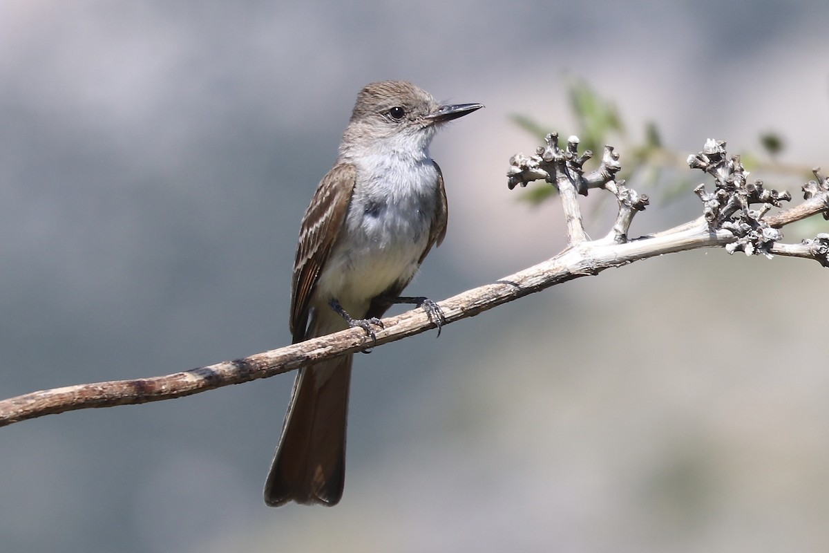 Ash-throated Flycatcher - ML621774281