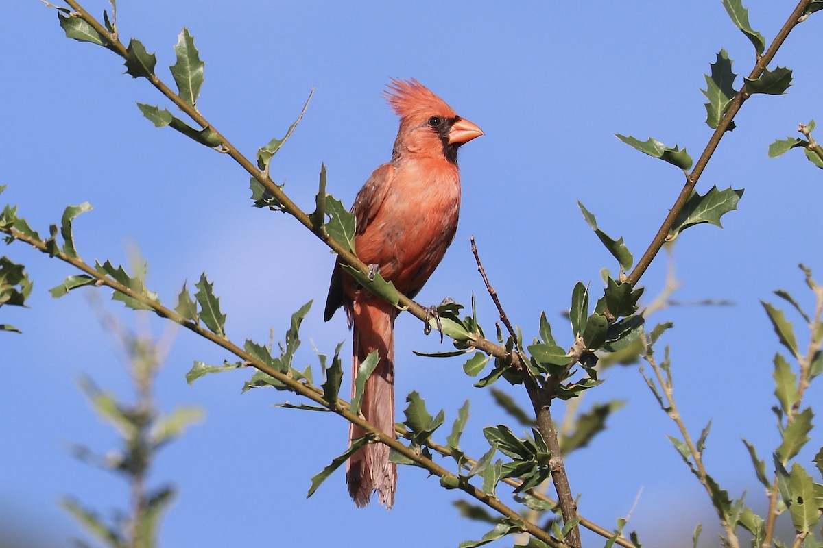 Northern Cardinal - ML621774287