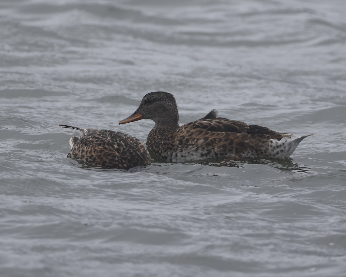 Canard chipeau - ML621774297