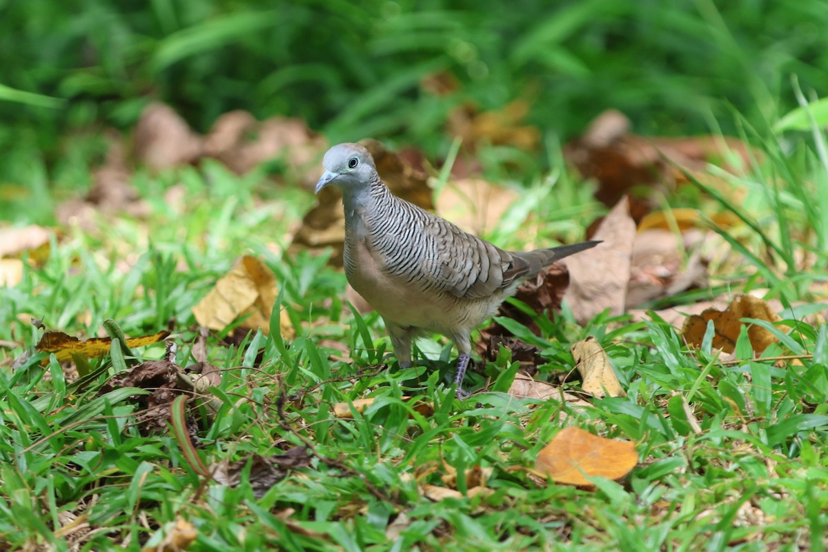 Zebra Dove - ML621774306