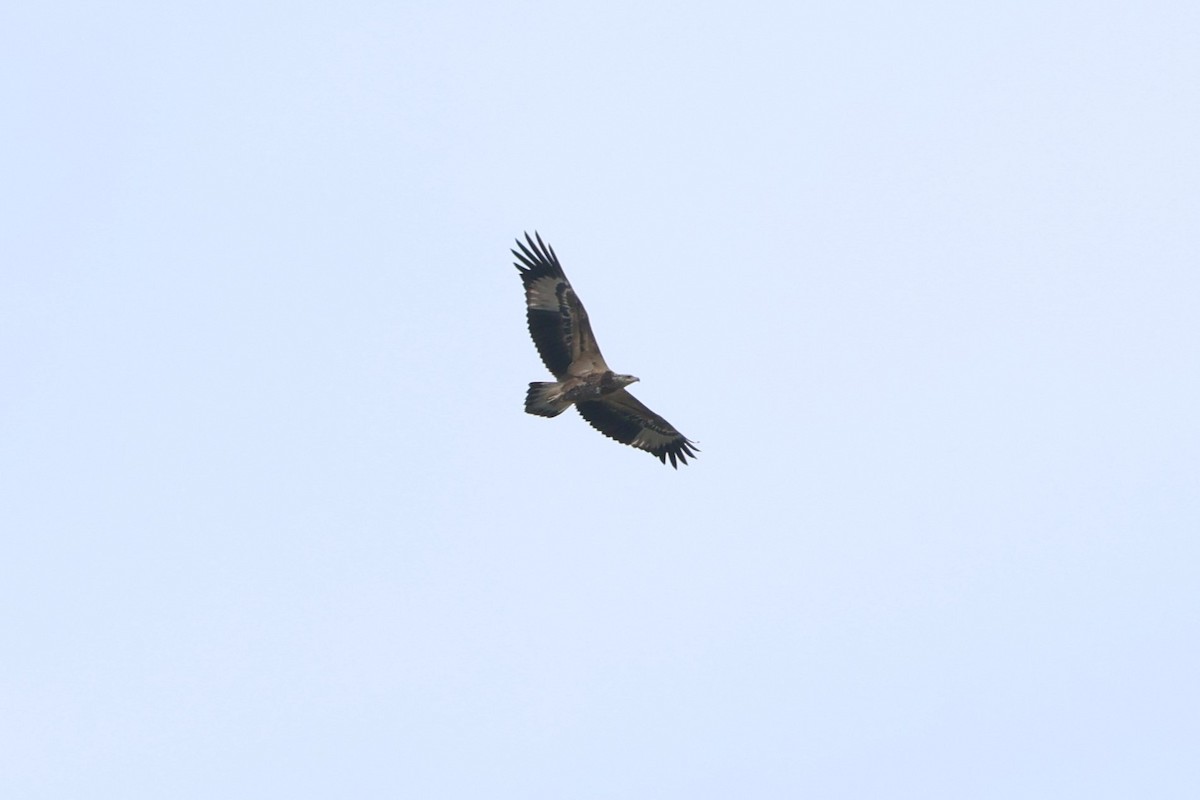 White-bellied Sea-Eagle - ML621774307