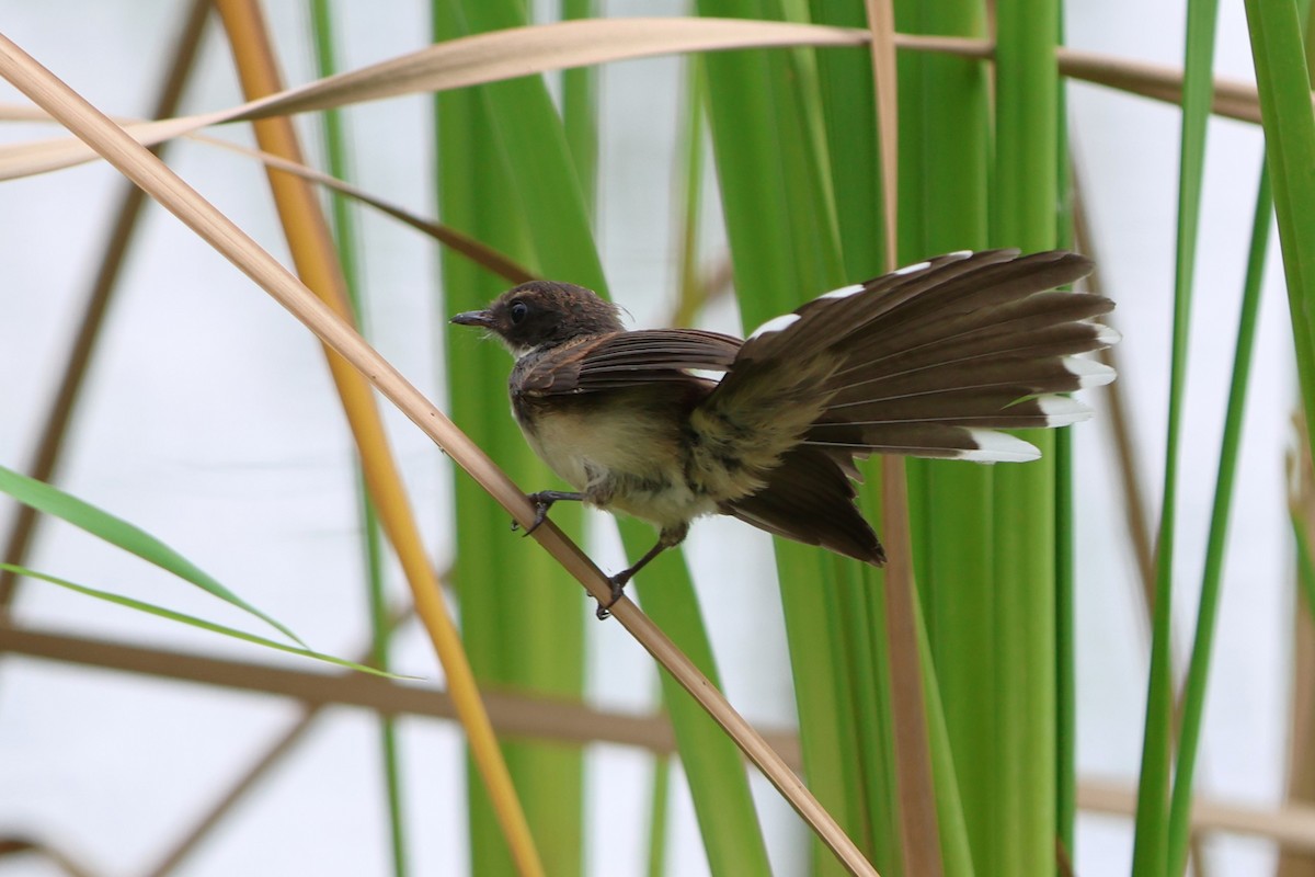 Malaysian Pied-Fantail - ML621774310