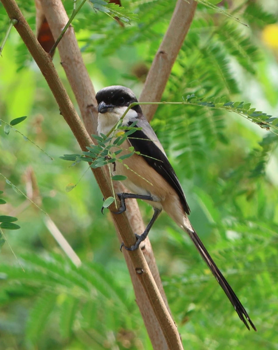 Long-tailed Shrike - ML621774311