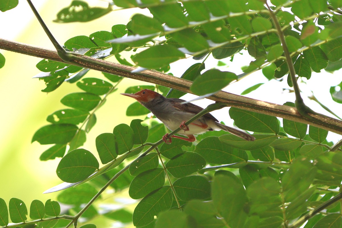 Ashy Tailorbird - ML621774312