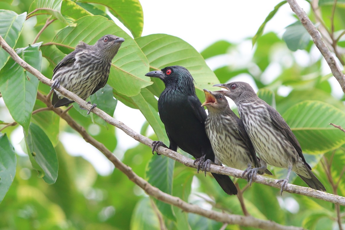 Asian Glossy Starling - ML621774313