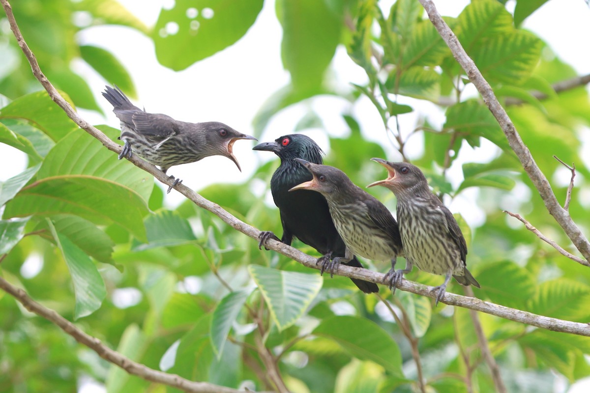 Asian Glossy Starling - ML621774314