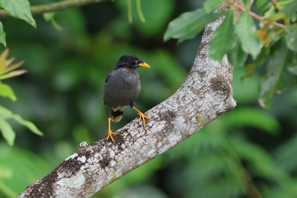 Javan Myna - ML621774320