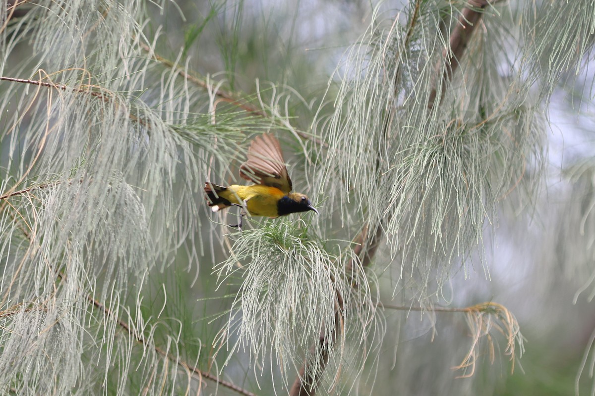 Ornate Sunbird - ML621774322