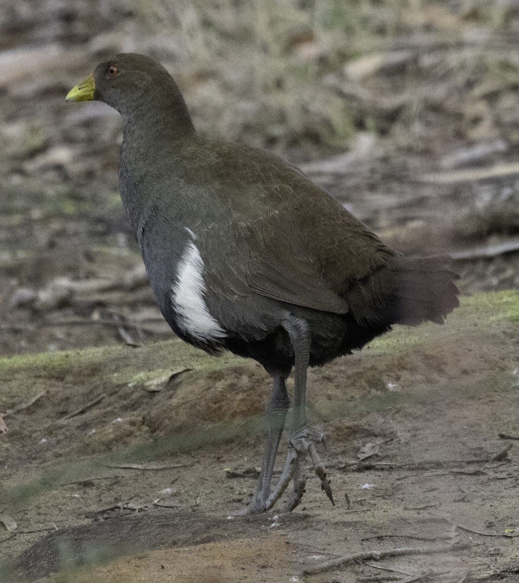 Tasmanian Nativehen - ML621774349