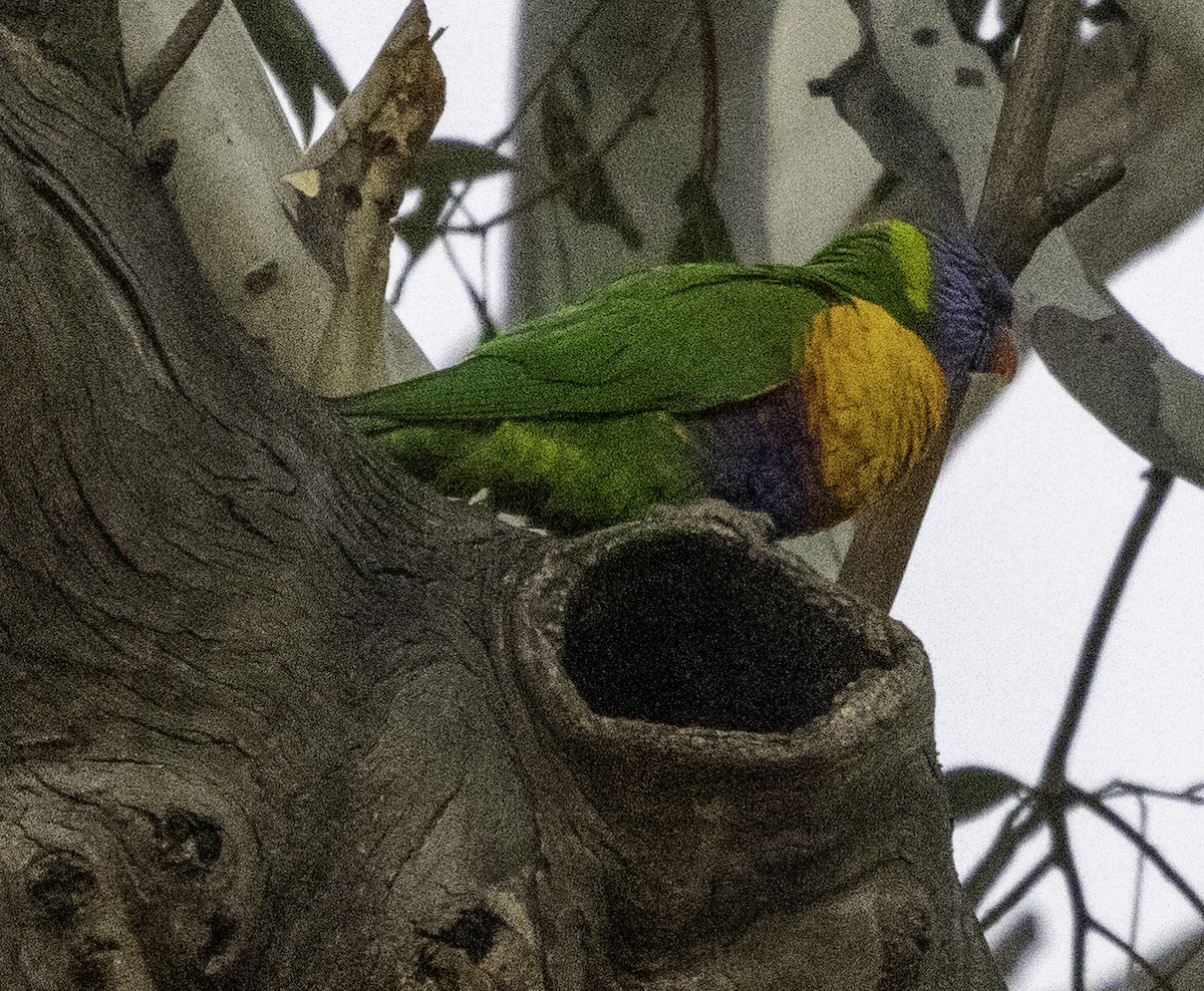 Rainbow Lorikeet - ML621774351