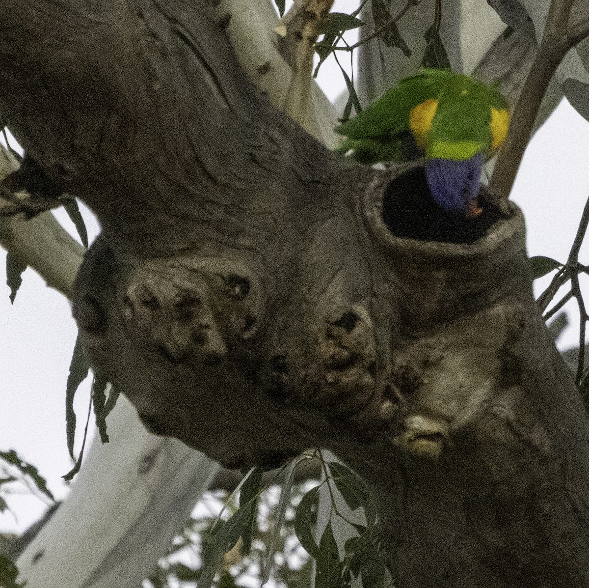 Rainbow Lorikeet - ML621774352