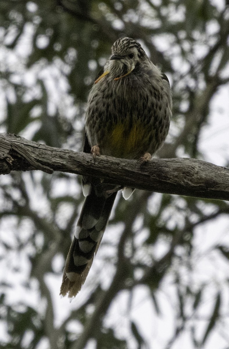 Yellow Wattlebird - ML621774358