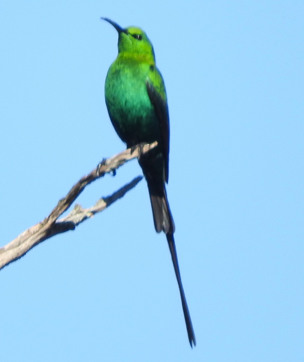 Malachite Sunbird - ML621774415