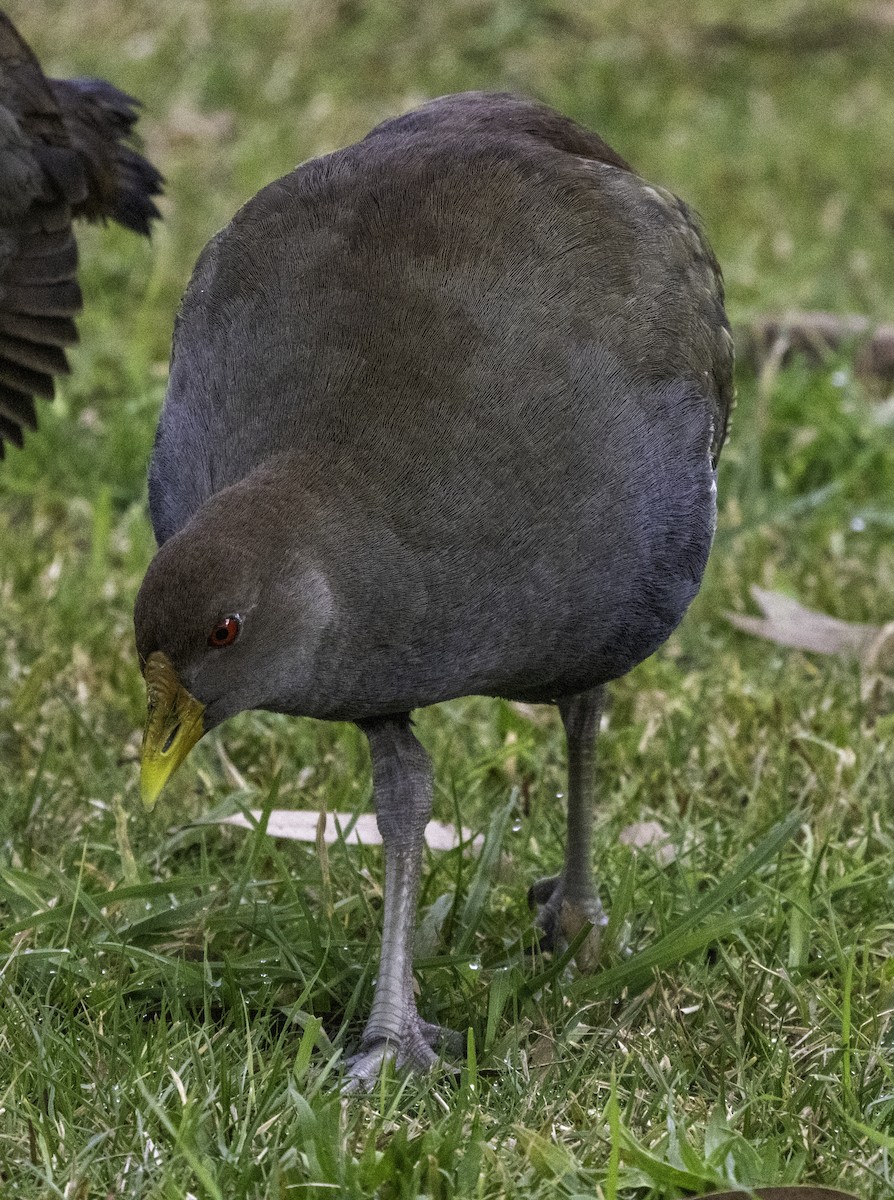 Tasmanian Nativehen - ML621774440