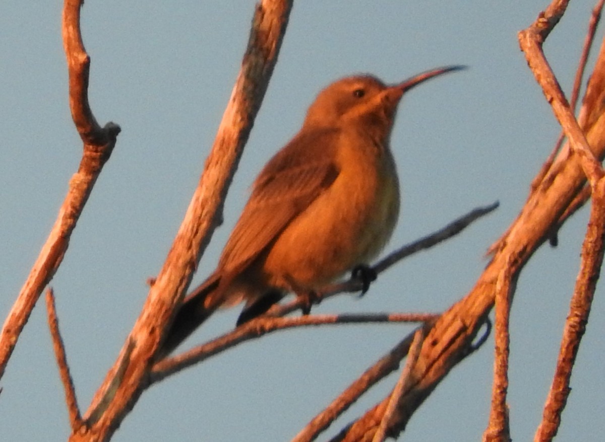 Malachite Sunbird - ML621774450