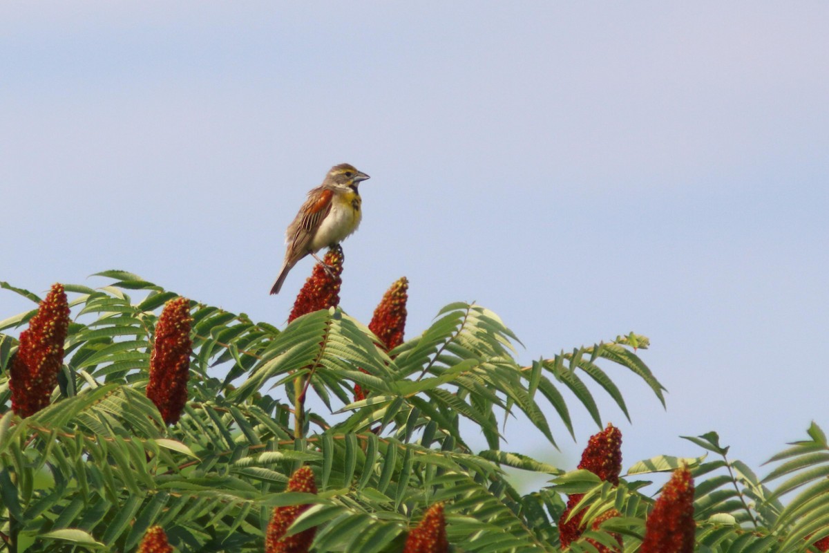 Dickcissel - ML621774478