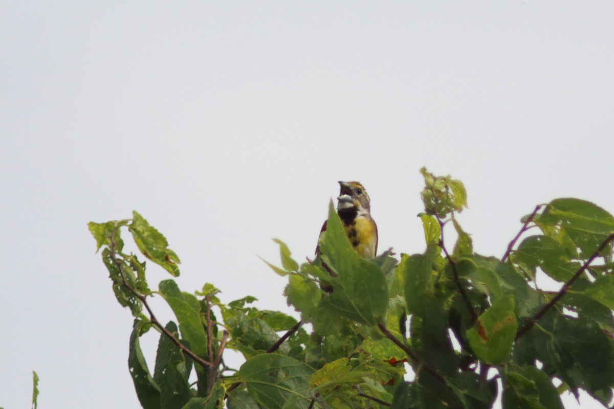 Dickcissel - ML621774479