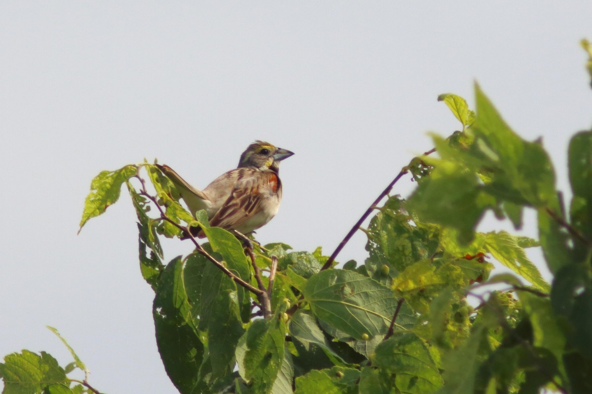 Dickcissel - ML621774482