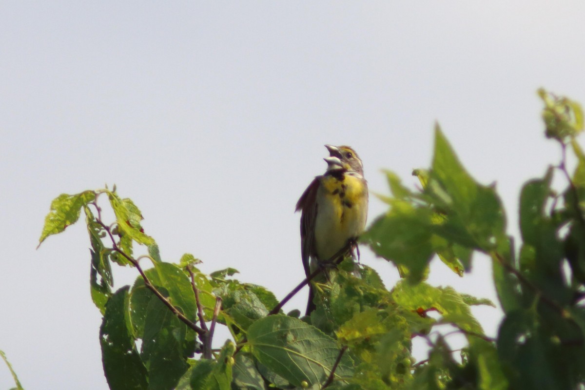 Dickcissel - ML621774484